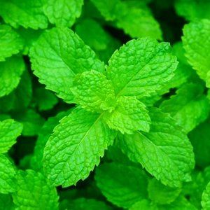 Let Freedom Ring Whipped Body Butter Migraine/Pain Relief Product For Men